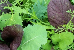 Zaden: asiasla mesclun|ohgreen New