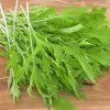 Zaden: aziatischesla mizuna|ohgreen Sale