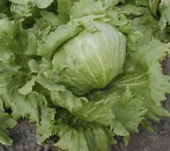 Zaden: bataviasla iceberg "saladin"|ohgreen Discount