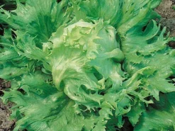 Zaden: bataviasla reine des glaces|ohgreen Clearance