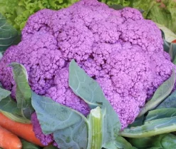 Zaden: bloemkool paars uit sicilië|ohgreen Outlet