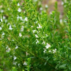 Zaden: bonekruid des montagnes|ohgreen Clearance