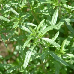 Zaden: bonekruid jaarlijks|ohgreen Best