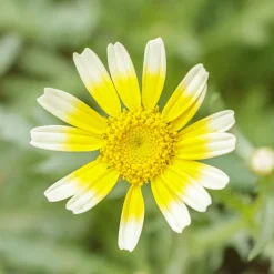 Zaden: chrysant eetbaar shungiku|ohgreen Sale