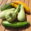 Zaden: courgette mengeling|ohgreen Clearance