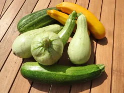 Zaden: courgette mengeling|ohgreen Clearance