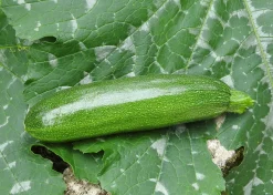 Zaden: courgette mutabile|ohgreen Best
