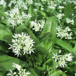 Zaden: daslook|ohgreen Online