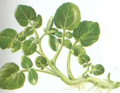 Zaden: gewoon barbarakruid|ohgreen