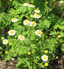 Zaden: kamille groot|ohgreen Outlet