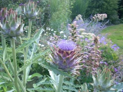 Zaden: kardoen|ohgreen Outlet