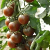 Zaden: kerstomaat black cherry|ohgreen Outlet