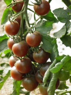 Zaden: kerstomaat black cherry|ohgreen Outlet