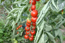 Zaden: kerstomaat miel du mexique|ohgreen Outlet