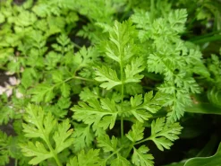 Zaden: kervel gewoon|ohgreen