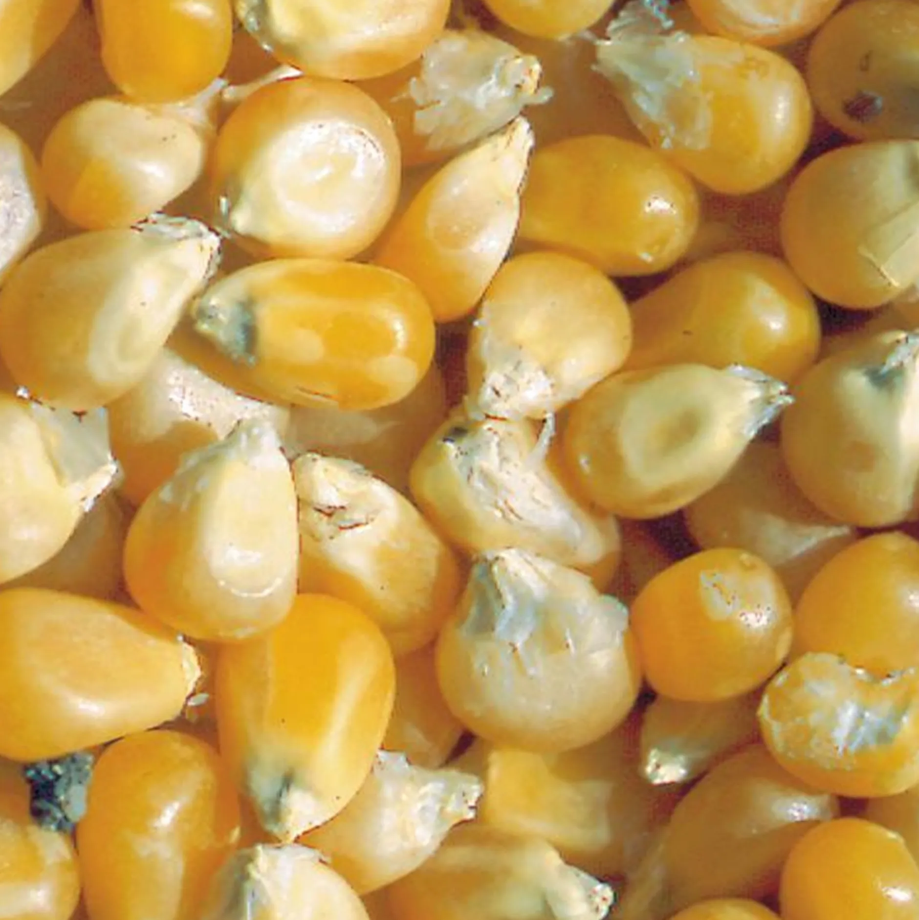 Zaden: korrelmaïs pop corn tom pouce|ohgreen Outlet