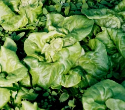 Zaden: kropsla (4 seizoenen-) appia|ohgreen Online