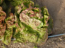 Zaden: kropsla wonder van de 4 seizoenen|ohgreen Clearance