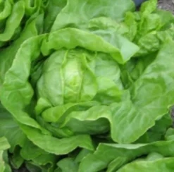 Zaden: kropsla (zomer-) grosse blonde paresseuse|ohgreen