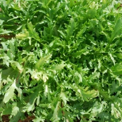 Zaden: krulandijvie fine de louviers|ohgreen Clearance