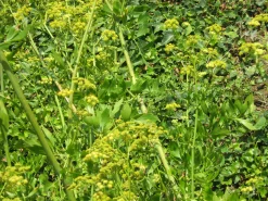 Zaden: lavas|ohgreen Sale