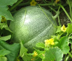 Zaden: meloen petit gris de rennes|ohgreen Best