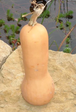 Zaden: muskaatpompoen butternut|ohgreen