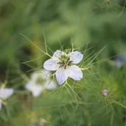 Zaden: nigelle aromatisch|ohgreen Outlet