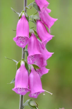 Zaden: paars vingerhoedskruid|ohgreen Clearance