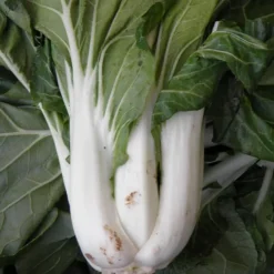 Zaden: pak choi taisai|ohgreen Online