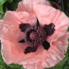 Zaden: papaver enkele roze|ohgreen Hot