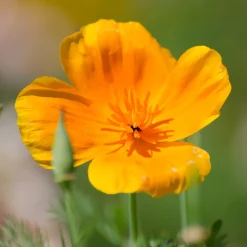 Zaden: papaver uit californië|ohgreen Hot