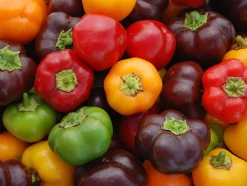 Zaden: paprika mini bell mix|ohgreen Discount