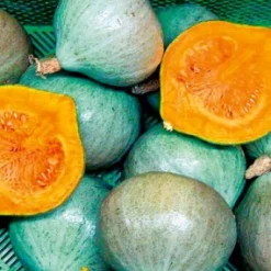 Zaden: pompoen blue ballet|ohgreen Discount