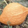 Zaden: pompoen golden hubbard|ohgreen New