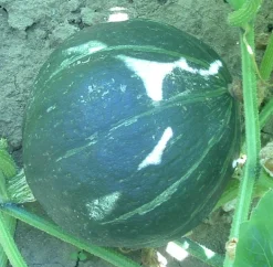 Zaden: pompoen green hokkaïdo|ohgreen New