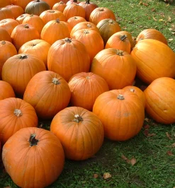 Zaden: pompoen jack o'lanterne|ohgreen Discount