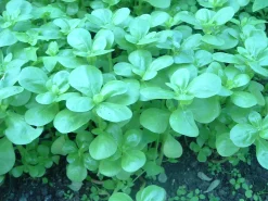 Zaden: postelein -zomer groen|ohgreen Discount