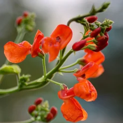 Zaden: pronkboon uit spanje|ohgreen New