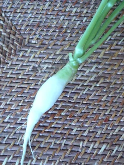 Zaden: radijs chandelle de glace|ohgreen Best