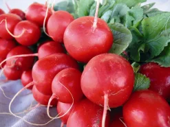 Zaden: radijs rond écarlate sora|ohgreen Clearance