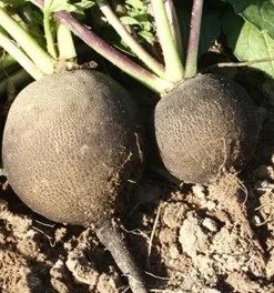 Zaden: radijs (winter-) zwart rond|ohgreen Online