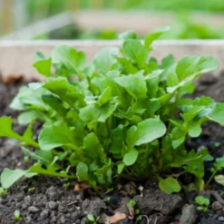 Zaden: rucola wasabi|ohgreen