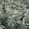 Zaden: salie officinalis|ohgreen Online