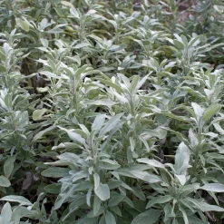 Zaden: salie officinalis|ohgreen Online