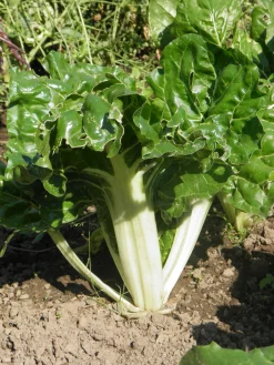 Zaden: snijbiet groen met witte bladstelen|ohgreen New