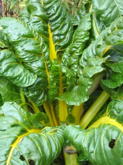 Zaden: snijbiet met gele bladstelen bright yellow|ohgreen Hot