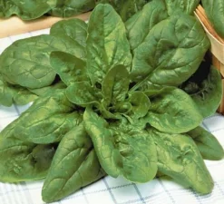 Zaden: spinazie géant d'hiver|ohgreen Online