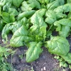 Zaden: spinazie vroege reuzenblad|ohgreen Hot
