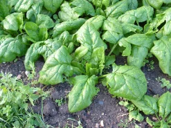 Zaden: spinazie vroege reuzenblad|ohgreen Hot